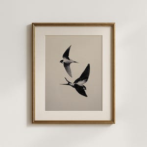 Vintage skiss av svalfågel, antik etsningsstil fågelväggkonst, minimalistisk fågelillustration, digital nedladdning