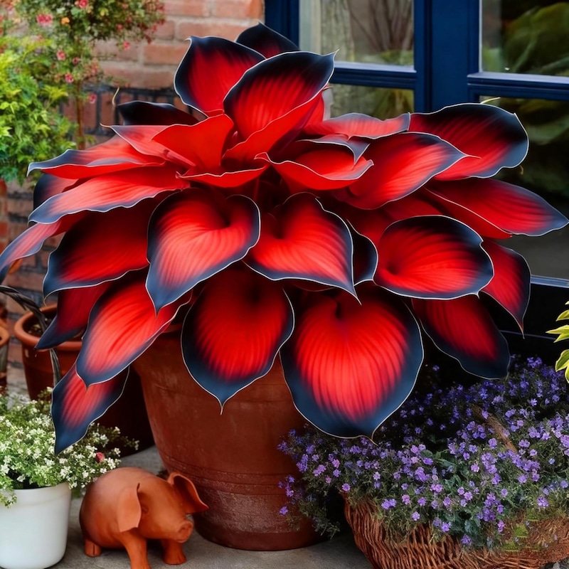 Black and Red Hosta Plants - Etsy