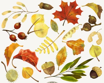 Digital Clipart Pack Instant Download - "Autumn Leaves & Things" - Watercolor feel leaves, seeds, acorns for scrapbooks,fall,autumn,collage