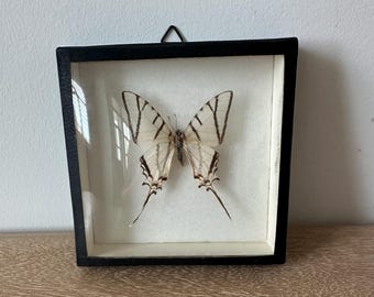 Caja expositora vintage enmarcada de mariposa – Papilio protesilaus Brasil – Decoración de pared con mariposa disecada real – Taxidermia de historia natural