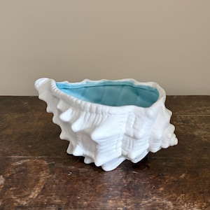 May include: A white ceramic seashell planter with a light blue interior. The planter is shaped like a conch shell, with detailed ridges and a textured surface. The shell is sitting on a wooden surface.