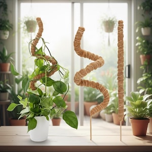 May include: Three brown coir plant poles, one straight and two in a wavy design, are displayed on a wooden table. A green plant with large leaves is growing up one of the wavy poles in a white pot. The background shows a bright window and other potted plants.