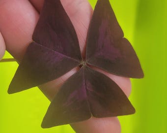 May include: A trifoliate leaf from an Oxalis triangularis plant, featuring three distinct, triangular-shaped leaflets with a deep, dark purple coloration and subtle lighter purple veining radiating from the central point where they meet.