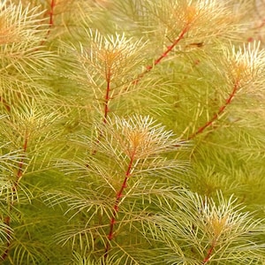 May include: A cluster of aquatic plants featuring delicate, needle-like light green leaves arranged in whorls around thin, reddish-brown stems. The foliage is dense and feathery, with the stems extending vertically through the plant mass.
