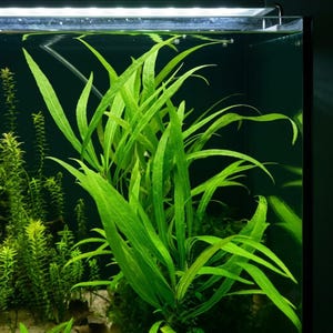 Può includere: Una pianta acquatica di un verde brillante con foglie lunghe, sottili e appuntite che cresce all'interno di un acquario in vetro. La pianta presenta diversi steli che si protendono verso l'alto, con un gruppo secondario di piante a sinistra.
