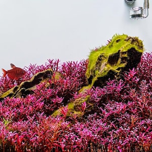 RARE - Rotala blood red 'mini' - Submersed grown