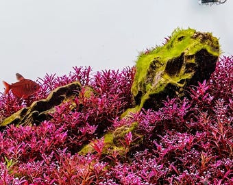 RARE - Rotala blood red 'mini' - Submersed grown
