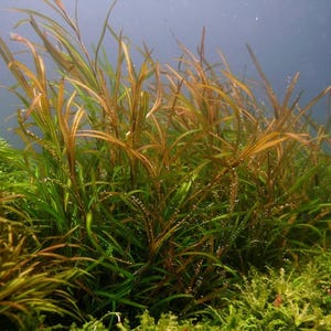 Può includere: Un gruppo di piante acquatiche con foglie lunghe, sottili e appuntite in tonalità rame, bronzo e verde scuro. Il fogliame è sommerso, con piccole bolle di ossigeno che aderiscono ai fusti e alle superfici delle foglie della pianta.