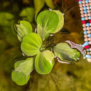 Puede incluir: Una planta acuática flotante con hojas variegadas que presentan tonos verde lima brillante y blanco crema. La planta tiene una disposición en roseta de follaje redondeado y texturizado con venas visibles y raíces finas y vellosas.