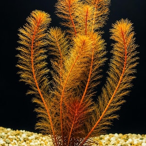 Puede incluir: Una planta acuática con múltiples tallos delgados y erguidos que presentan un follaje fino, plumoso y de color naranja amarronado. La planta tiene una estructura densa y ramificada con hojas aciculares que irradian de los tallos.