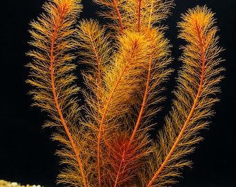 RARE - Red foxtail - Submersed grown