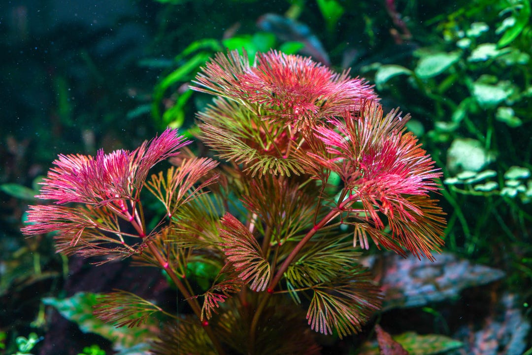 Pink Bloom Cabomba Furcata - Submersed Grown - Etsy