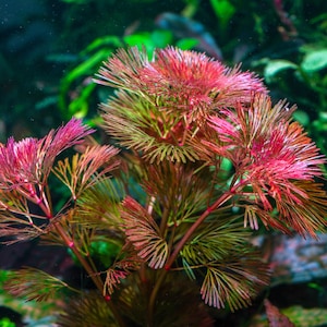 Cabomba furcata - Odlad i vatten