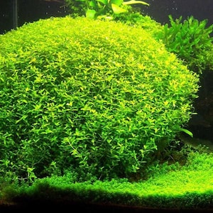May include: A vibrant, close-up view of lush, bright green aquatic plants. The image showcases a dense, rounded cluster of small-leaved plants, creating a textured, natural appearance. The plants are likely used for aquarium decoration or aquatic gardening.