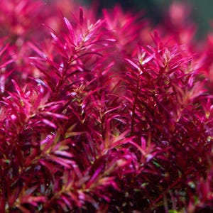 May include: Close-up of vibrant red aquatic plants. The image showcases a dense cluster of leafy stems, with a deep red hue dominating the scene. The plants have a lush appearance, suggesting healthy growth in an aquatic environment.
