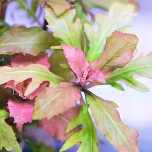 Può includere: Una pianta vivace con foglie seghettate che sfumano dal rosa intenso e magenta al centro verso tonalità più chiare di verde e rosa pallido sui bordi. Il fogliame presenta una distinta consistenza frastagliata e un motivo organico.