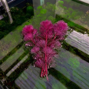 RARE - Cabomba furcata 'super magenta' - Submersed grown