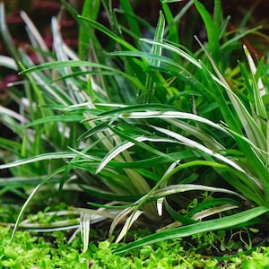 Op de afbeelding: Een groep waterplanten met lange, slanke, puntige bladeren met een bont patroon van donkergroene en helderwitte strepen. Het blad groeit in een dichte, rechtopstaande pol, waarbij sommige bladeren naar buiten buigen over een lage groene bodembedekker.