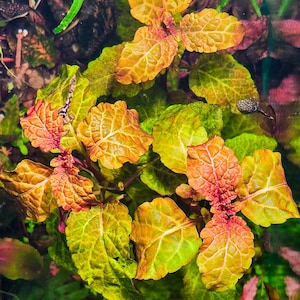 May include: Close-up of aquatic plants with vibrant colors. The leaves display a gradient of yellow, orange, and green hues, with prominent veining. The plant's structure is visible, showcasing its unique leaf arrangement and texture. The image captures the beauty of aquatic flora.