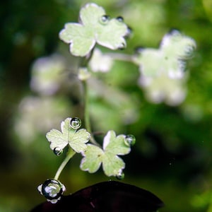 May include: Close-up of delicate, light green leaves with a clover-like shape, each adorned with glistening water droplets. The leaves have a subtle white edge, set against a blurred green background, creating a fresh, natural aesthetic.