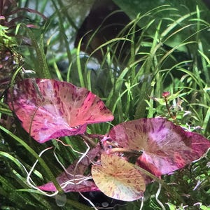 May include: A white ceramic mug with a black handle and the text "But First, Coffee" in a black, bold font. The mug is on a white surface. The mug is 4 inches tall.