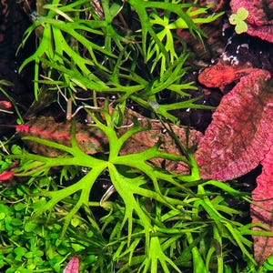 May include: Close-up of aquatic plants with vibrant green, fern-like leaves. The image showcases a variety of aquatic plants, including small, round green plants and reddish-pink leaves, creating a colorful underwater scene.