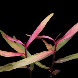Könnte beinhalten: Eine lebende Wasserpflanze mit zwei Stängeln und länglichen, lanzettförmigen Blättern. Das Laub zeigt einen lebendigen Farbverlauf, der von tiefem Magenta und Pink an der Mitte und den Stängeln zu blassem Grün an den Blatträndern übergeht.