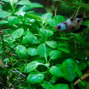 May include: A vibrant underwater scene featuring lush green aquatic plants and a colorful fish. The fish has a pattern of white, black, and orange spots. The plants have round, bright green leaves, creating a natural habitat.