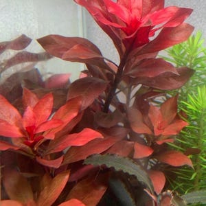 Ludwigia 'Rubin' - Odlad i vatten