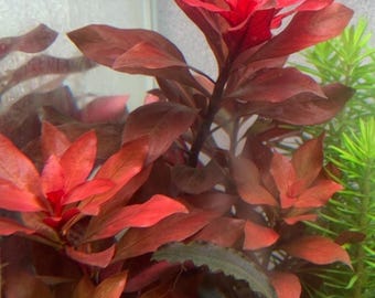 Ludwigia 'Rubin' - Odlad i vatten