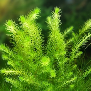 May include: A vibrant green aquatic plant featuring multiple slender stems covered in fine, needle-like leaves arranged in whorls. The plant displays a dense, bushy growth pattern with bright lime-colored foliage extending outward.