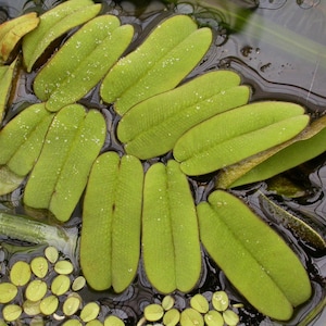 RARE - Salvinia oblongifolia