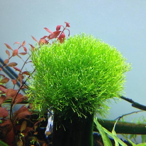 Può includere: Una vivace pianta acquatica verde, probabilmente muschio, è il punto focale, con una forma densa e arrotondata. Piante acquatiche rosso-brunastre sono sullo sfondo. L'immagine è ambientata su uno sfondo azzurro chiaro, suggerendo un ambiente acquario.