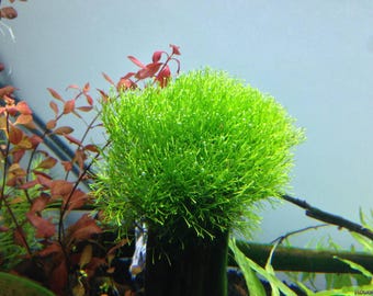 Riccia fluitans - Cultivo sumergido
