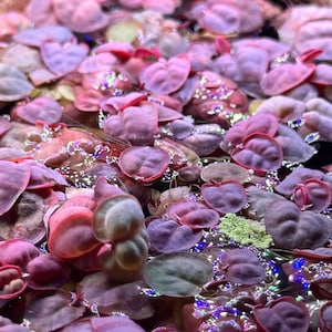May include: Close-up of aquatic plants with heart-shaped leaves in shades of pink and purple. The leaves are densely packed, creating a textured surface. Some leaves have a reddish hue, and the water reflects light, creating a shimmering effect.