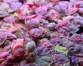 Red root floater - floating plant