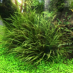 May include: A vibrant, close-up view of aquatic plants. The image features a dense cluster of long, slender, green leaves, with a few brown stems. The foreground is covered in small, round, bright green plants, creating a lush, natural scene.