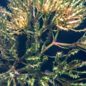 Può includere: Una pianta acquatica sommersa con intricati steli ramificati coperti da piccole protuberanze appuntite simili a spine. Il fogliame mostra una sfumatura di tonalità verdi e rosso-brunastre su uno sfondo nero scuro e uniforme.
