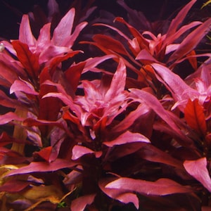 SÄLLSYNT - Äkta Ludwigia glandulosa - Odlad i vatten