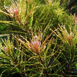 Op de afbeelding: Een dichte waterplant met spiraalvormig, naaldachtig blad in tinten van levendig groen en geel. De toppen van de stengels vertonen delicate, zachtroze trossen, wat zorgt voor een getextureerd uiterlijk door de gehele ondergedompelde vegetatie.