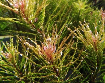 Ludwigia 'Tornado' - Submersed grown