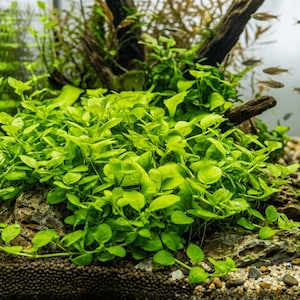 May include: A vibrant underwater scene featuring lush, bright green aquatic plants. The plants have small, round leaves and are clustered around rocks and driftwood. The aquarium also contains small fish, creating a natural and thriving ecosystem.