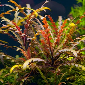 Hygrophila pinnatifida - Odlad i vatten