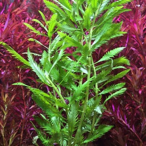 Mermaid Weed - Aquatic Plant