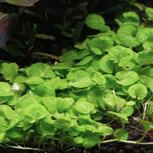 Può includere: Un denso gruppo di piante acquatiche di un vibrante verde chiaro con piccole foglie arrotondate a forma di rene che si diffondono su un substrato granulare scuro. Il fogliame presenta venature visibili e steli sottili.