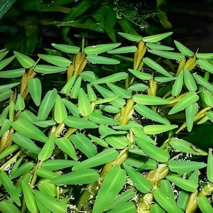 RARE - Floating bamboo - Hygroryza aristata - Floating plant