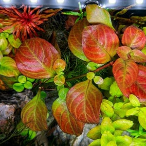 Ludwigia 'red skeleton' - Submersed grown