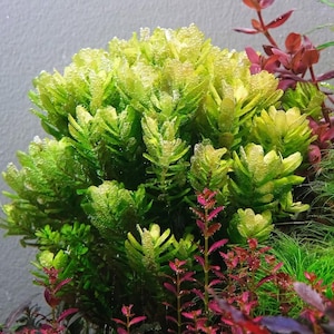 Può includere: Un denso gruppo di piante acquatiche verde lime brillante con bolle d'ossigeno visibili sulle foglie seghettate. Tra queste si trovano steli sottili con fogliame rosso intenso ed erbe verdi sottili come aghi alla base.