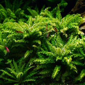 May include: A rustic wooden sign with the text "Welcome to our home" in white lettering. The sign features a distressed finish and a simple, inviting design, perfect for a front porch or entryway.