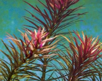 Limnophila hippuridoides - Submersed grown
